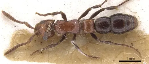 Lioponera krombeini specimen