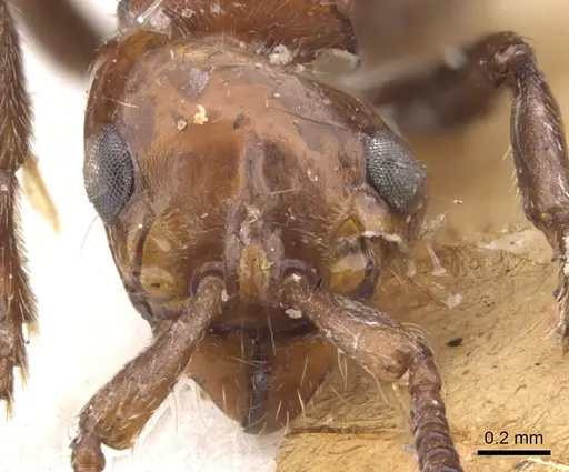 Lioponera krombeini specimen