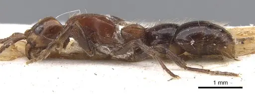 Lioponera krombeini specimen