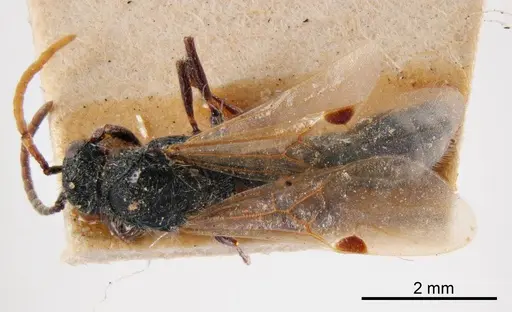 Lioponera larvata specimen