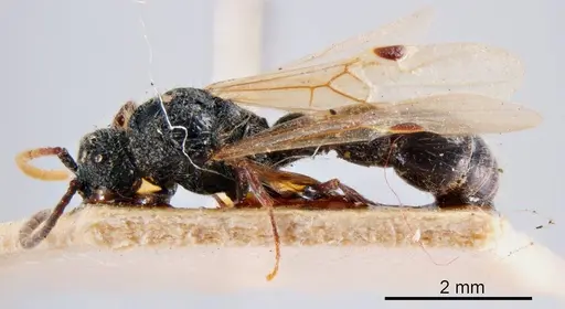 Lioponera larvata specimen