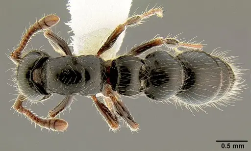 Lioponera larvata - CASENT0106073