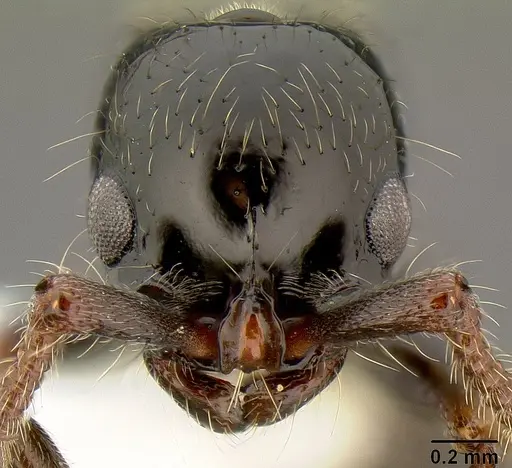 Lioponera larvata - CASENT0106073
