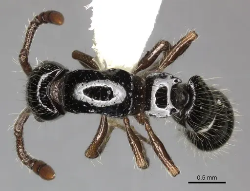 Lioponera larvata - CASENT0249296