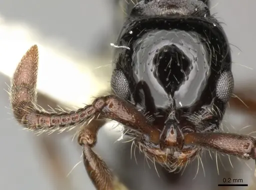 Lioponera larvata - CASENT0249296