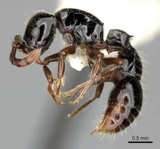 Lioponera larvata - CASENT0249296