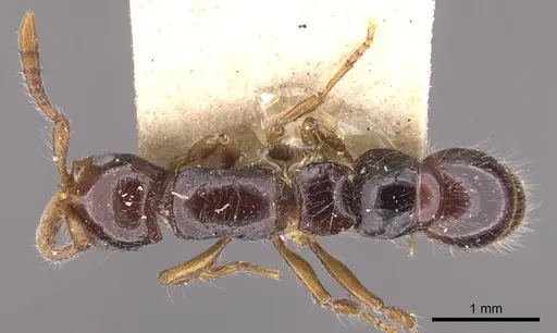 Lioponera larvata - CASENT0902755