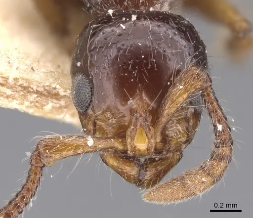 Lioponera larvata - CASENT0902755