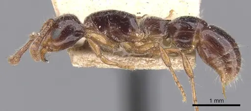 Lioponera larvata - CASENT0902755