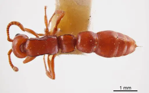 Lioponera macrops specimen