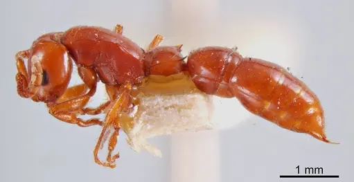 Lioponera macrops specimen