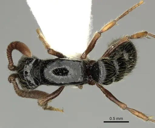 Lioponera marginata specimen