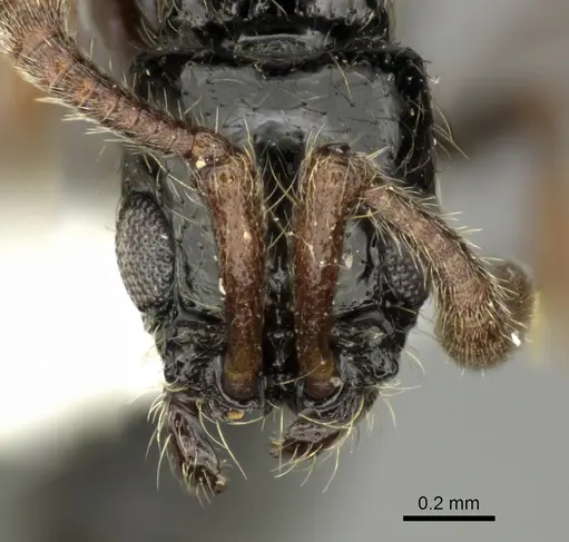 Lioponera marginata specimen