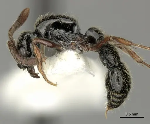 Lioponera marginata specimen