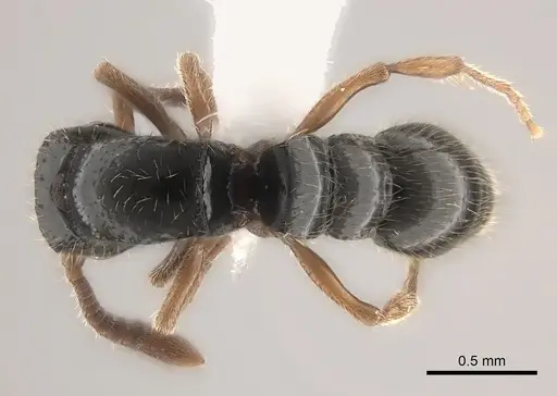 Lioponera marginata - CASENT0434518