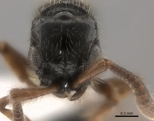 Lioponera marginata - CASENT0434518