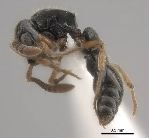 Lioponera marginata - CASENT0434518