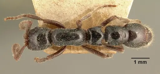 Lioponera mayri specimen