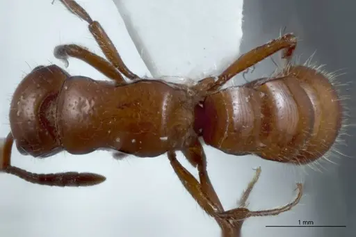 Lioponera mjobergi specimen