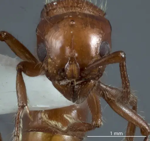 Lioponera mjobergi specimen