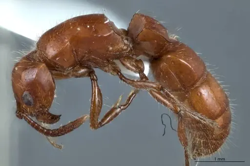 Lioponera mjobergi specimen