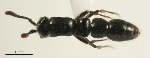 Lioponera neocaledonica specimen