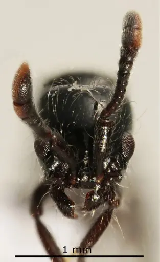 Lioponera neocaledonica specimen