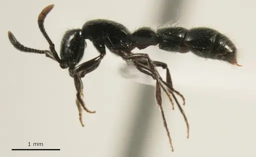 Lioponera neocaledonica specimen