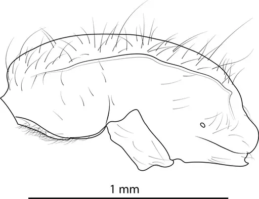 Lioponera neocaledonica - ANTWEB1041393