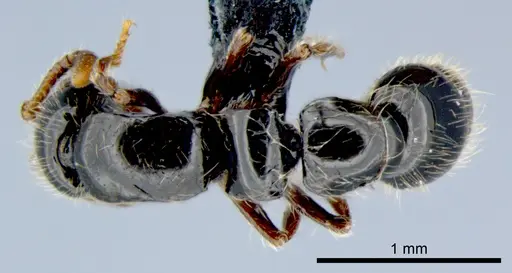 Lioponera neocaledonica - CSIRONC0055