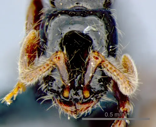 Lioponera neocaledonica - CSIRONC0055