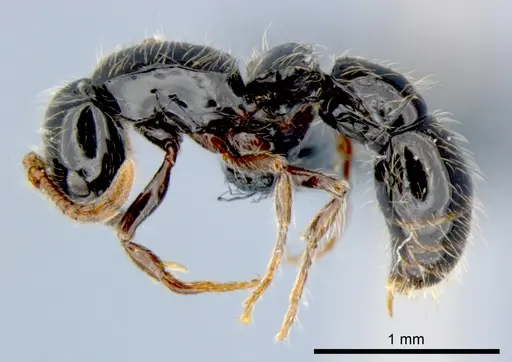 Lioponera neocaledonica - CSIRONC0055