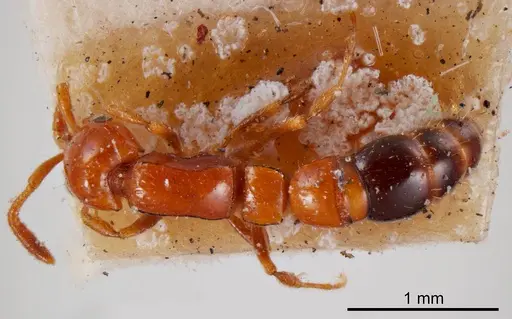 Lioponera nigriventris specimen