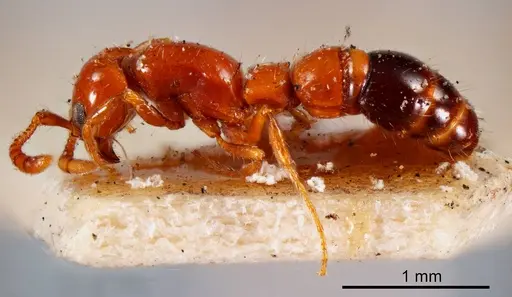 Lioponera nigriventris specimen