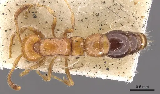 Lioponera nigriventris - CASENT0902749