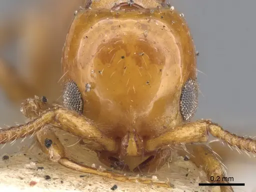 Lioponera nigriventris - CASENT0902749