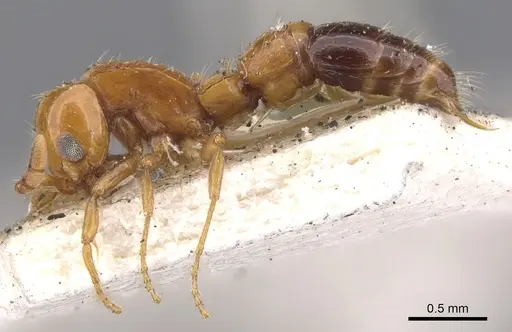 Lioponera nigriventris - CASENT0902749