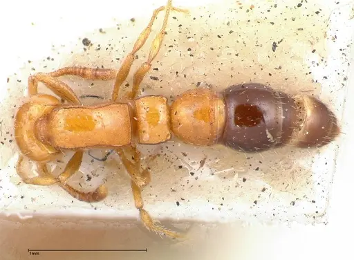 Lioponera nigriventris - FOCOL0338-1