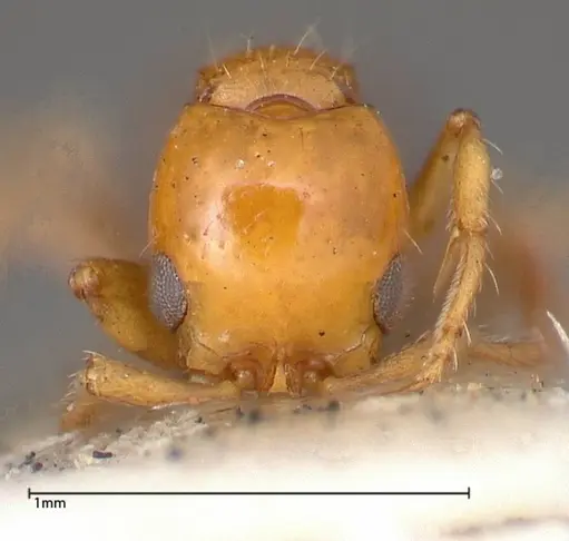 Lioponera nigriventris - FOCOL0338-1