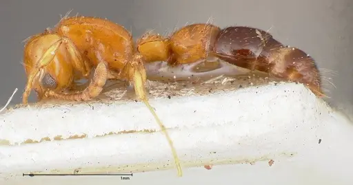 Lioponera nigriventris - FOCOL0338-1