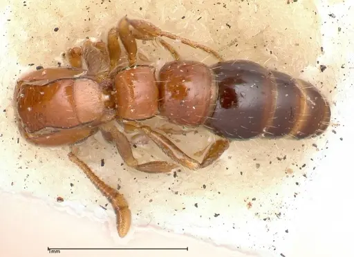 Lioponera nigriventris - FOCOL0338-2