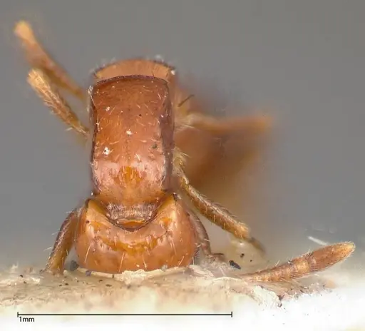 Lioponera nigriventris - FOCOL0338-2