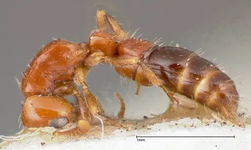 Lioponera nigriventris - FOCOL0338-2