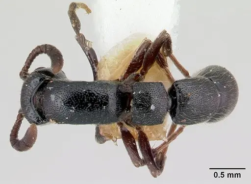 Lioponera nkomoensis specimen