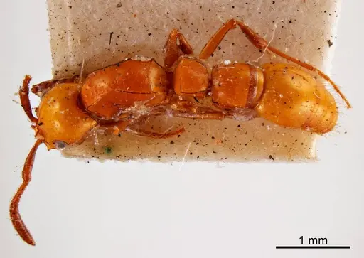 Lioponera picipes specimen