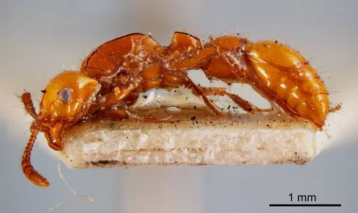 Lioponera picipes specimen