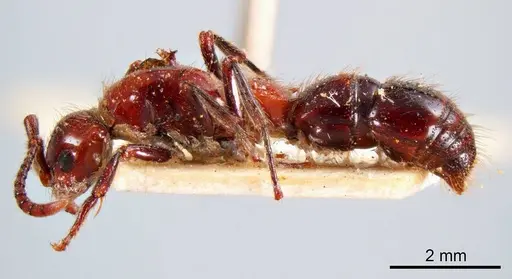 Lioponera picta specimen