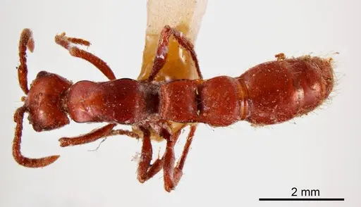 Lioponera piliventris specimen