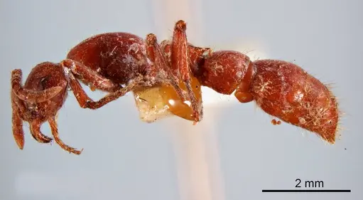 Lioponera piliventris specimen