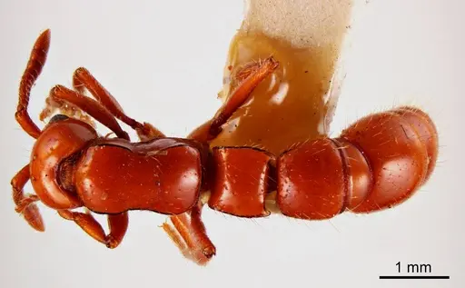 Lioponera potteri specimen